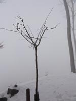  5. März 2011 - ein kalter und nebliger Samstag - nur ganz oben auf der Landmark kommt etwas Sonne durch